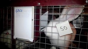 Как сделать чтобы кролики не выгребали корм из бункерной кормушки.