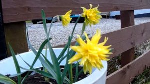 Narcissus 'Rip van Winkle'