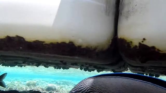 Egypt, Angry Surgeonfish 1 смотреть онлайн