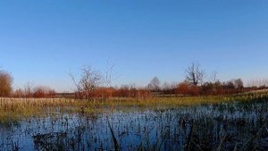 Охота на селезня с подсадной уткой 2017