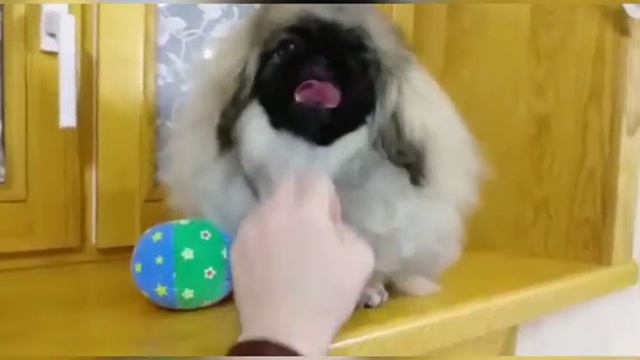 Питомник пекинесов "Савелина" - Яруся, 6 месяцев смотреть онлайн