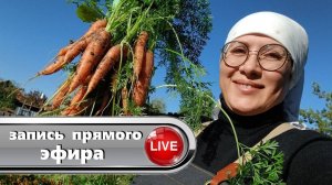 Что делать с грядкой моркови после сбора урожая. 😳 Выкапываем морковь из некопаной земли