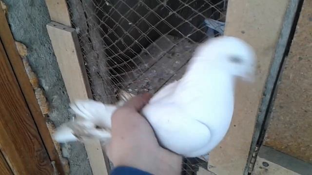 Моя мини голубятня смотреть онлайн