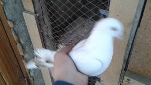 Моя мини голубятня