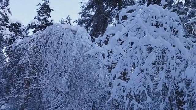 ЗИМНИЙ ЛЕС Русская ЗИМА- КРАСАВИЦА This beautiful Russian winter смотреть онлайн