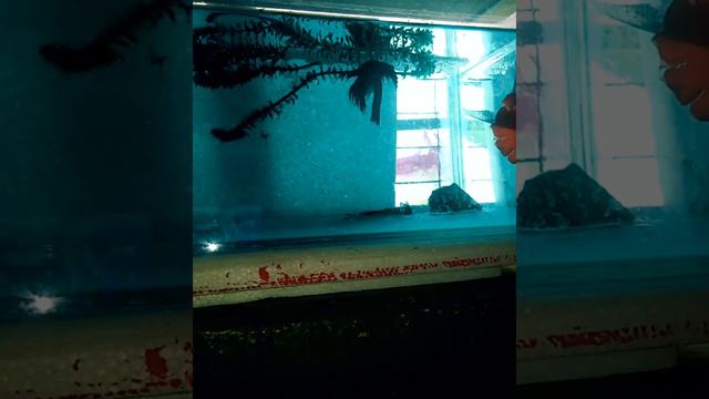#part3 #bettafish #breeding #aquarium #fishes #1000subscriber смотреть онлайн