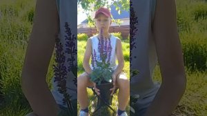 Шалфей Дубравный | Salvatore Blue ??