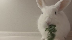 Милый кролик кушает морковку ?