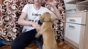 Дрессировка Английского кокер спаниеля