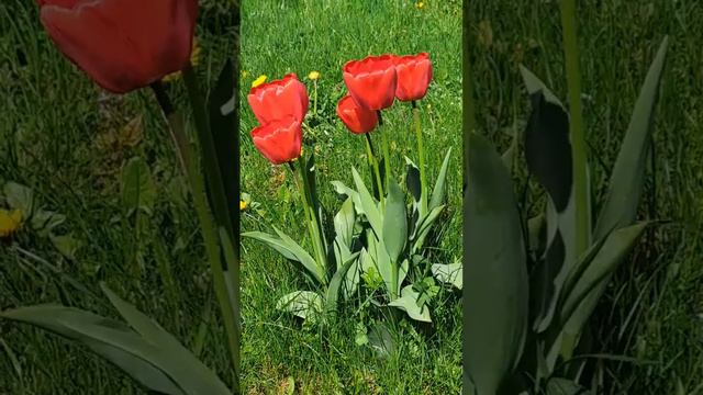 Relax tulips in the sun. Nature sounds