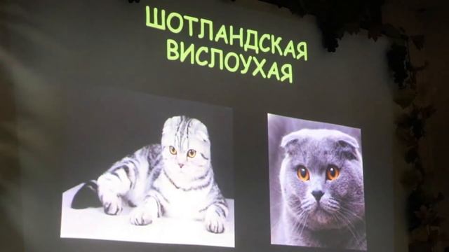 Кошки - удивительные и неповторимые (Урок для Следопытов) смотреть онлайн