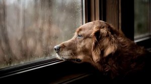 Одна Асадов Эдуард стих