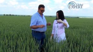 Зерновые культуры. Применение питательных веществ в своевременные фазы развития.