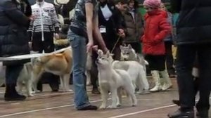 сибирские хаски беби- BORN TO WIN OF SIBERIAN LADY