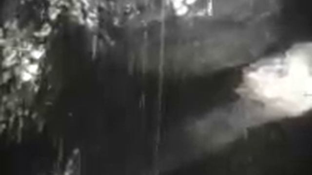 Папоротники, хвощи и плауны смотреть онлайн