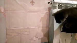 Данилка  " сантехник ".mp4