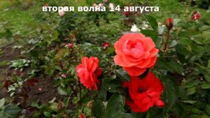 Роза Сэлмон Сенсейшн - редкий эффектный сорт! Rose Salmon Sunsation.