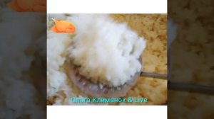 Сегодня мы с вами готовим Тоюг плов!