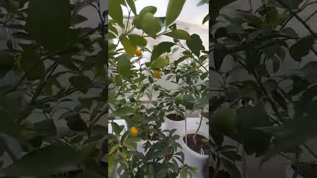 Цитрусы в теплице, обзор. Summer citrus. смотреть онлайн