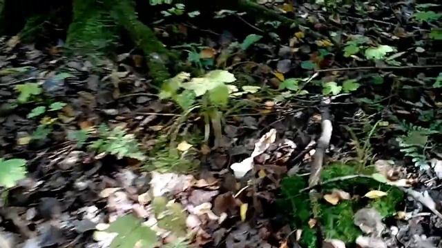 Подосиновики. Полянка которая радует глаз) смотреть онлайн