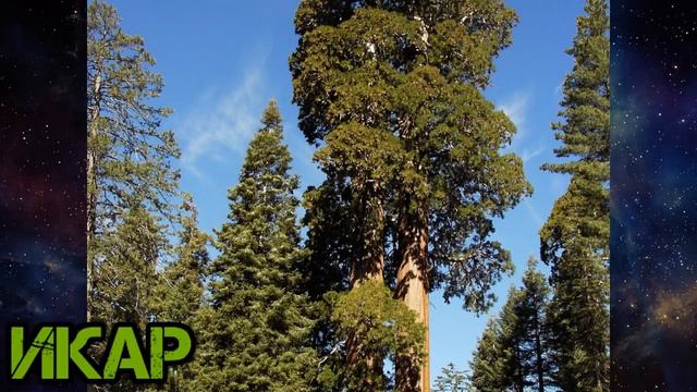 Самые высокие деревья в мире