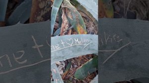 Цветок похожий на Алоэ. Турция. Кемер.