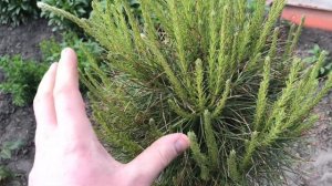 ШАРОВИДНАЯ СОСНА СВОИМИ РУКАМИ. 1 Год Спустя. ФОРМИРУЕМ КРОНУ СОСНЫ