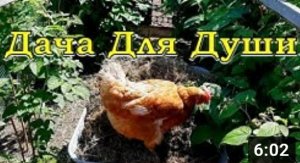 ОРГАНИЧЕСКИЕ УДОБРЕНИЯ: виды, сроки, польза???