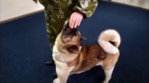 Дрессировка взрослого Американского Акиты