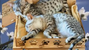 Египетская Мау