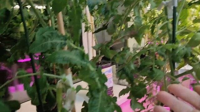 Делаю Обзор Новых Сортов Томатов. Крупные, урожайные и сладкие. Огород на балконе 2023.