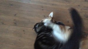 Мейн-кун нападает.