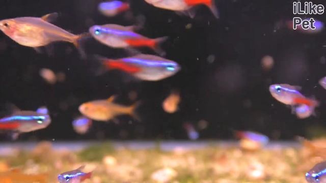 Аквариумная рыбка неон. Особенности. Уход. смотреть онлайн