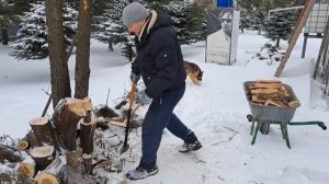 Хорошо Ли Горят Дрова Из Дикой Яблони?  Стоит Ли Их Готовить?