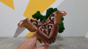 САМАЯ БОЛЬШАЯ ТРОПИЧЕСКАЯ БАБОЧКА