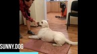 Учим комплекс "Лежать - сидеть" по задним лапам.
