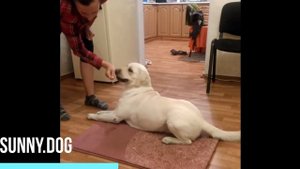 Учим комплекс  "Лежать - сидеть" по задним лапам.