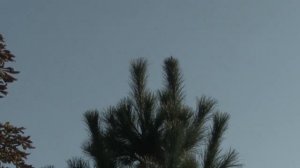 Опадает хвоя на соснах кедровых. 2021.10