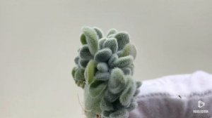 Echeveria Pulvinata Frosty Crested