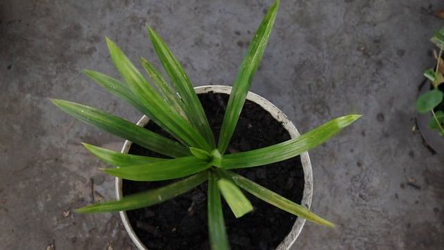 How to grow pandan leaves from shoot смотреть онлайн