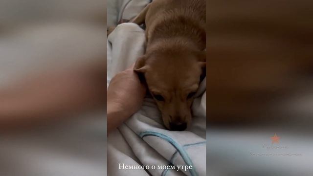 Утро Ольги Орловой с собаками