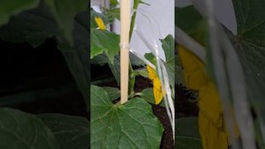 Цветут огурцы ☘🌼🌱рассаде 42 дня.