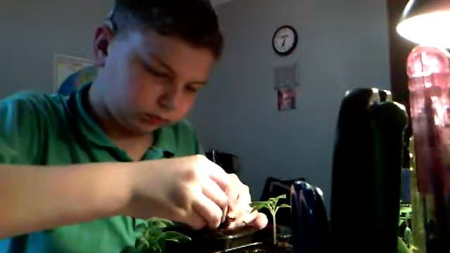 Как правильно пересаживать помидоры смотреть онлайн