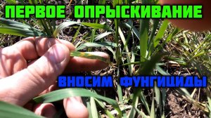 Первое опрыскивание 2022! Фунгицидная обработка. Защита (СЗР) озимой пшеницы.