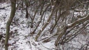 Очистка участка от поросли с умом, Родовые поместья, Луганск
