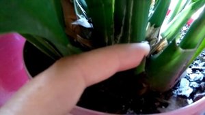 ЦИМБИДИУМ| ЦВЕТОНОСЫ