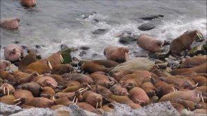 Моржи на острове Колючин