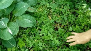 АКЦИЯ !!! КНЯЖИКИ.10 ШТ. ПО 350 ₽.  УСЛОВИЯ. АГРОТЕХНИКА.