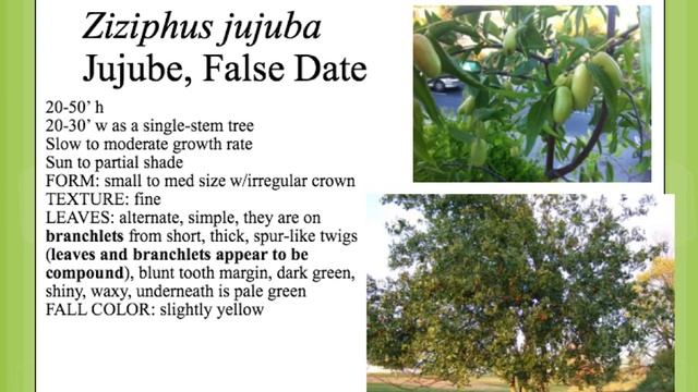 Ziziphus jujuba смотреть онлайн