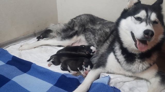 КАК НАЗВАТЬ щенков хаски? Самая замечательная МАМА ХАСКИ смотреть онлайн